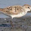 Western Sandpiper